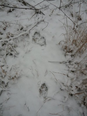 Po stopách šprýmaře Jacka